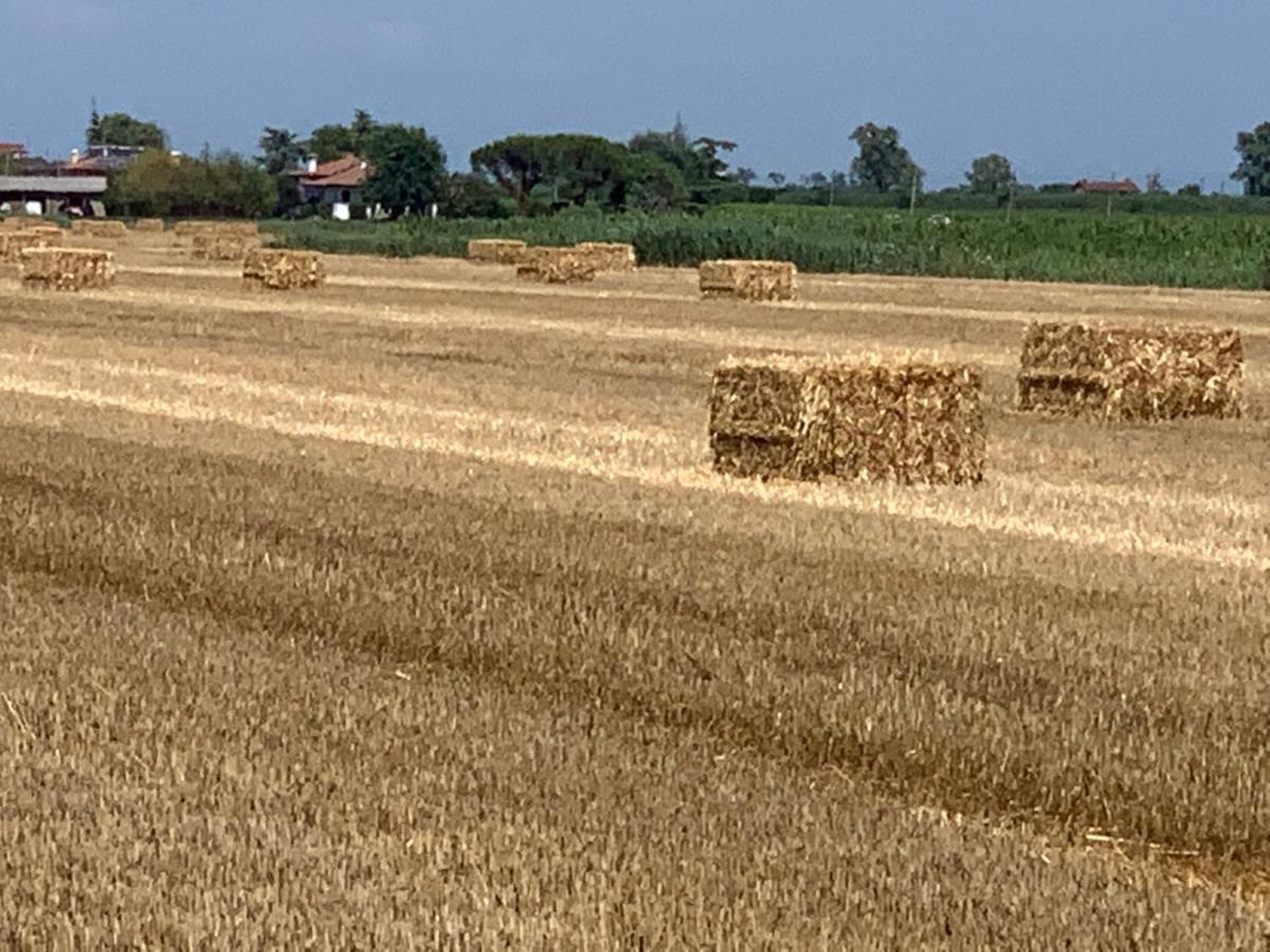 Agriturismo Ca' Alleata カオルレ エクステリア 写真
